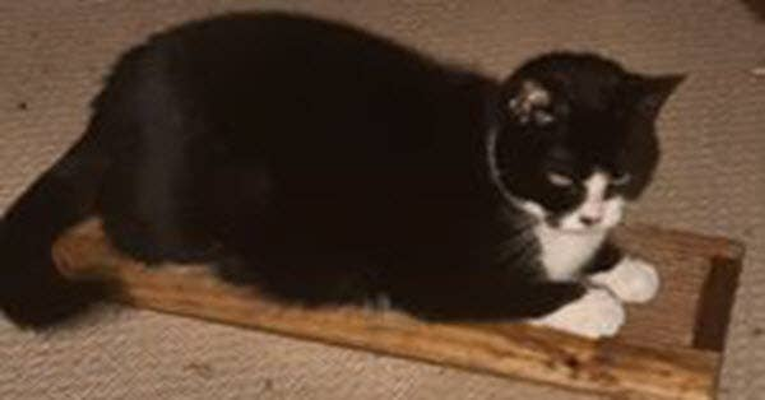 Wooden Cat Scratcher - Image 2